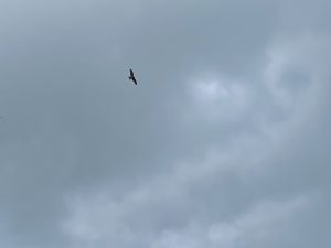 It’s a bird…