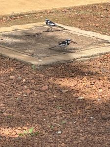 For the Birds