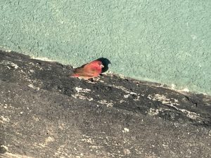 More Birds
